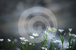 White butterfly on flower