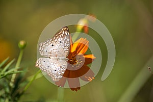 White butterfly photo