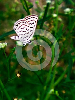 A white butterfly with white  flower photo