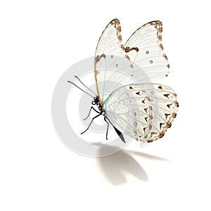 white butterfly flying