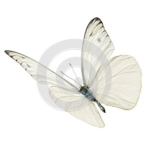 White butterfly flying