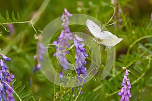 White butterfly flying to a lavender flowering plant