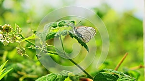 White butterfly flying on white flower after feeding. Butterfly in green summer garden with blooming in spring