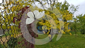 White butterfly in front of overgrown wire mesh fence and blurred background of autumn landscape with yellow and green trees.