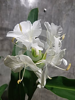 WHITE BUTTERFLY GINGER Hedychium coronarium fragant Hedychium coronarium.