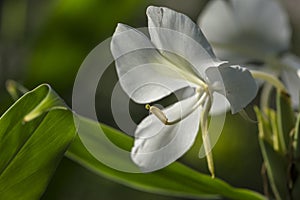 White Butterfly Ginger Lily