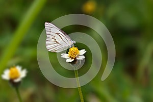 White butterfly on grass flower