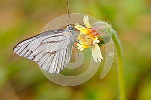 White butterfly on grass flower