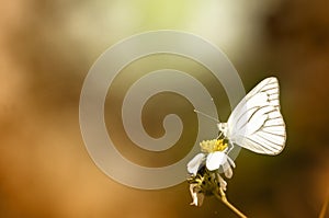 White butterfly on grass flower blur background
