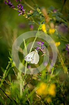 White butterfly in grass on holiday