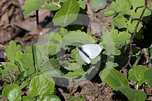 White butterfly with gray veins on its wings, black head and abdomen.