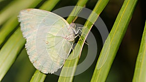 white butterfly on a green leaf, macro photography of this delicate and gracious Lepidoptera