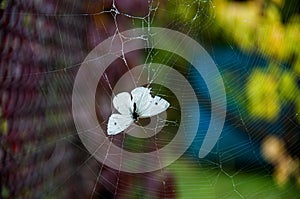 White butterfly hanging upside down in cobweb with blurry background of colorful foliage. Fragility concept of life and death.