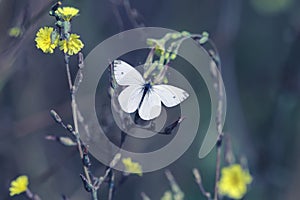 White butterfly hovers over yellow flowers collecting nectar