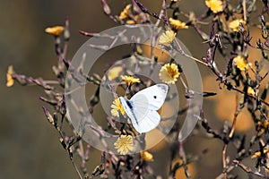 White butterfly hovers over yellow flowers collecting nectar