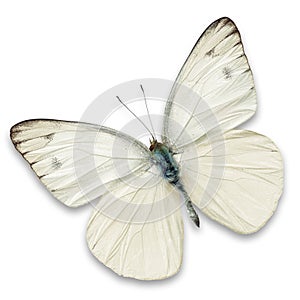 White butterfly