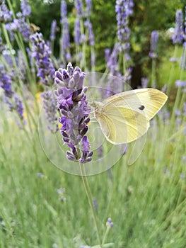 White butterfly on lavande photo