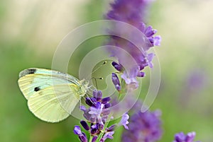 White butterfly on lavender photo