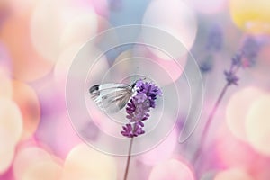 White butterfly on lavender flower, selective focus on butterfly - beauty in nature