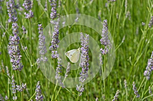 White butterfly on lavender