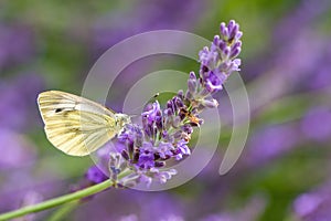 Bianco farfalla sul ramoscelli da lavanda 