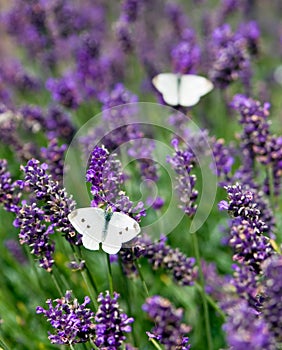 White butterfly on lavender in summer