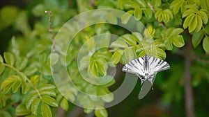 A white butterfly on a leaf