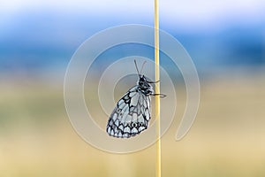 White butterfly on leaf or grass.