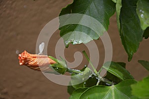 White butterfly on an orange bud