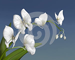 White Butterfly Orchid