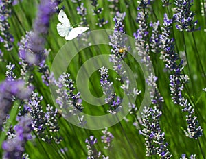 White butterfly over lavender