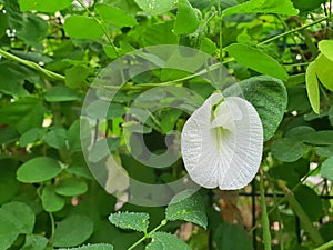 White Butterfly pea flower