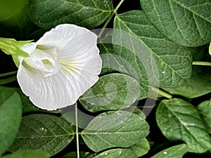 White Butterfly pea plant with pinnate leaves, Clitoria ternatea