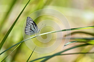 White Butterfly perched on a blade of grass