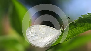 White butterfly perched on a leaves in the garden