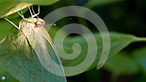 White Butterfly Perched