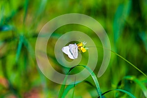 White Butterfly or Pieris brassicae