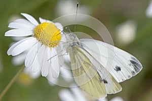 White butterfly pieris brassicae photo