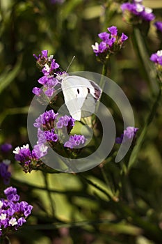 A white butterfly Pieris brassicae collects nectar from a lilac flower of a statice Limonium. Insect in nature