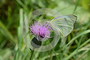 White butterfly Pieris brassicae on purple thistle