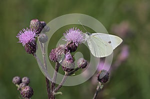 White butterfly (Pieris brassicae) sits on a bloom thistle (Card