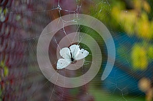 White butterfly Pieris Brassicae trapped into cobweb with blurry background. Fragility concept of life and death. Beauty of nature