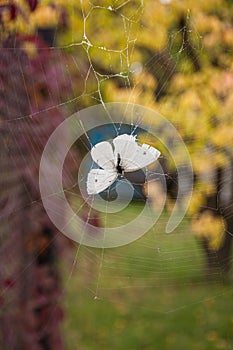 White butterfly Pieris Brassicae trapped into cobweb in fall colors garden with blurred background of yellow leaves. Fragility