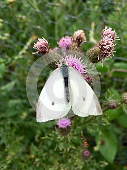 White butterfly Pieris rapae on pink blooming thistle