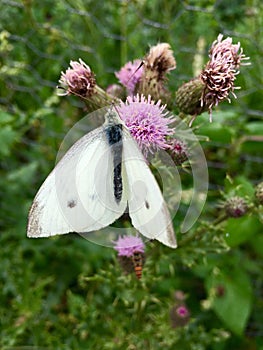 White butterfly Pieris rapae on pink blooming thistle