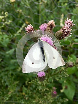 White butterfly Pieris rapae on pink blooming thistle