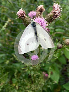 White butterfly Pieris rapae on pink blooming thistle