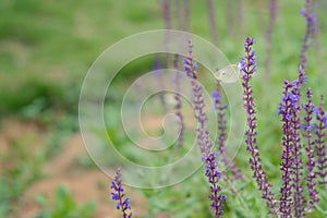 White butterfly on a purple flower clusters