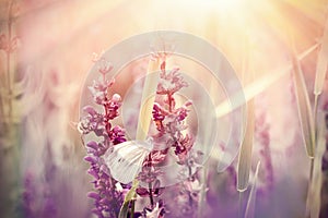 White butterfly on purple flowers in meadow
