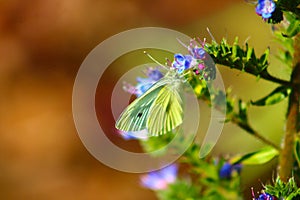 White butterfly on a purple and green flower in the garden
